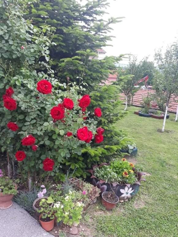 Berilovac Apartman Drina מראה חיצוני תמונה